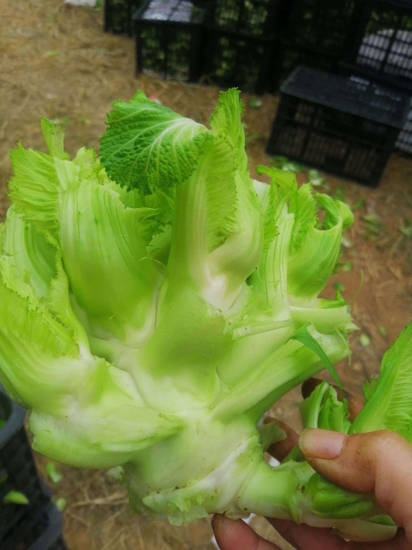 多福一号 儿菜,现已大量上市,基地货源,现砍现装