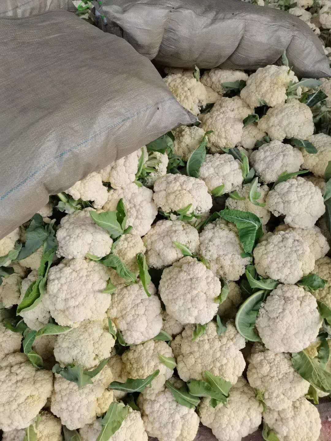 白花菜花菜花有机花菜青梗散花砀山花菜现货全国各地代发