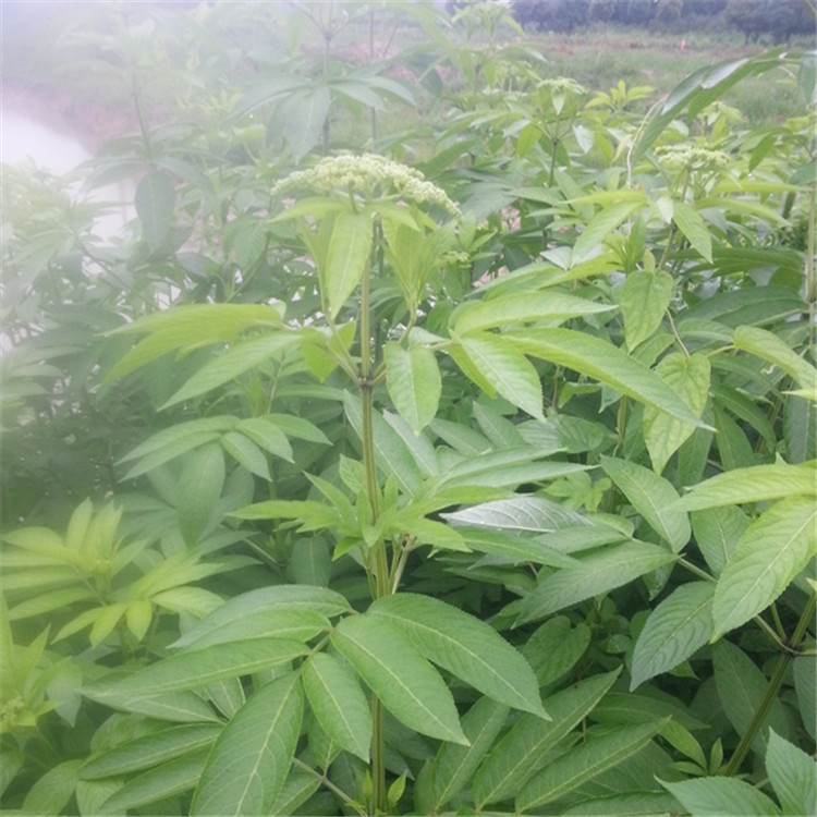 接骨草走马风八棱麻干货