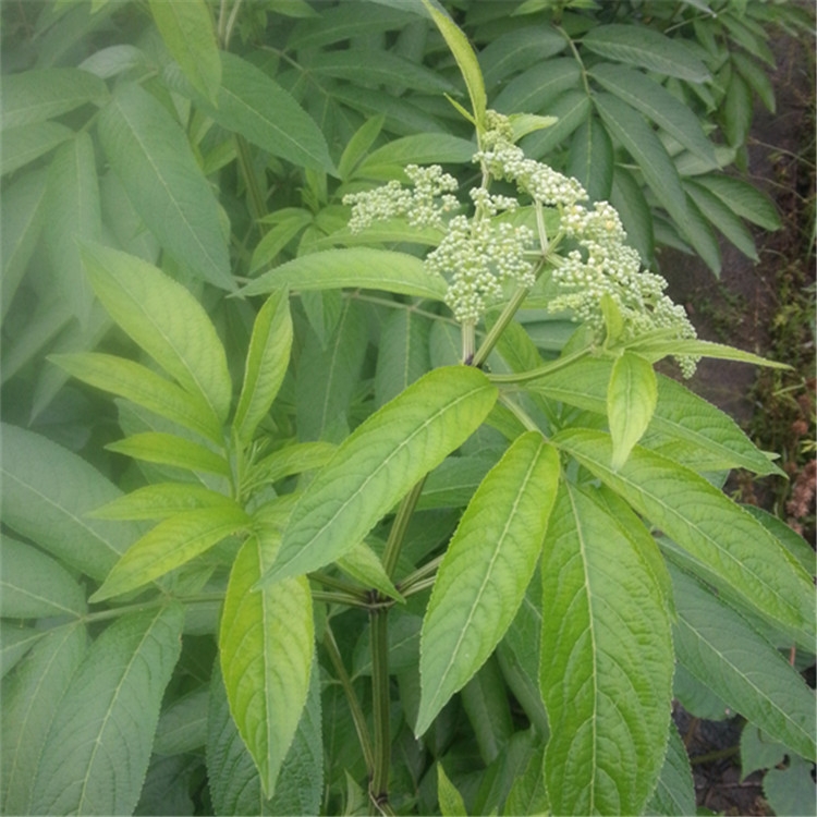 接骨草.走马风.八棱麻干货