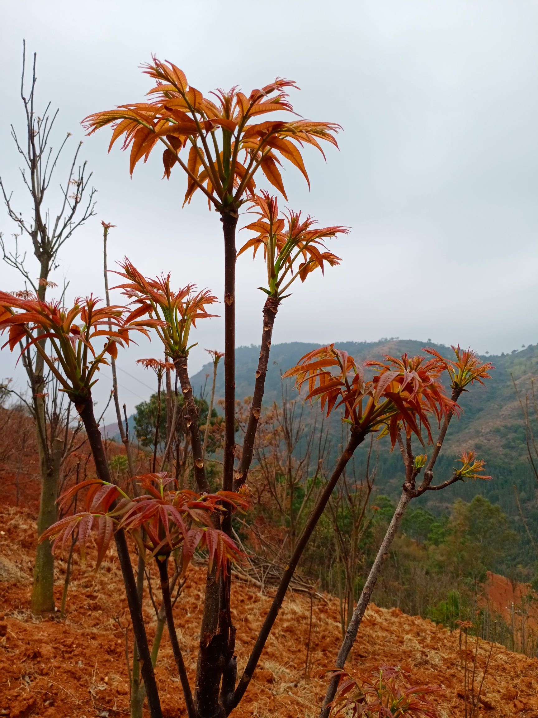 云南弥勒市紫香椿芽 香椿芽