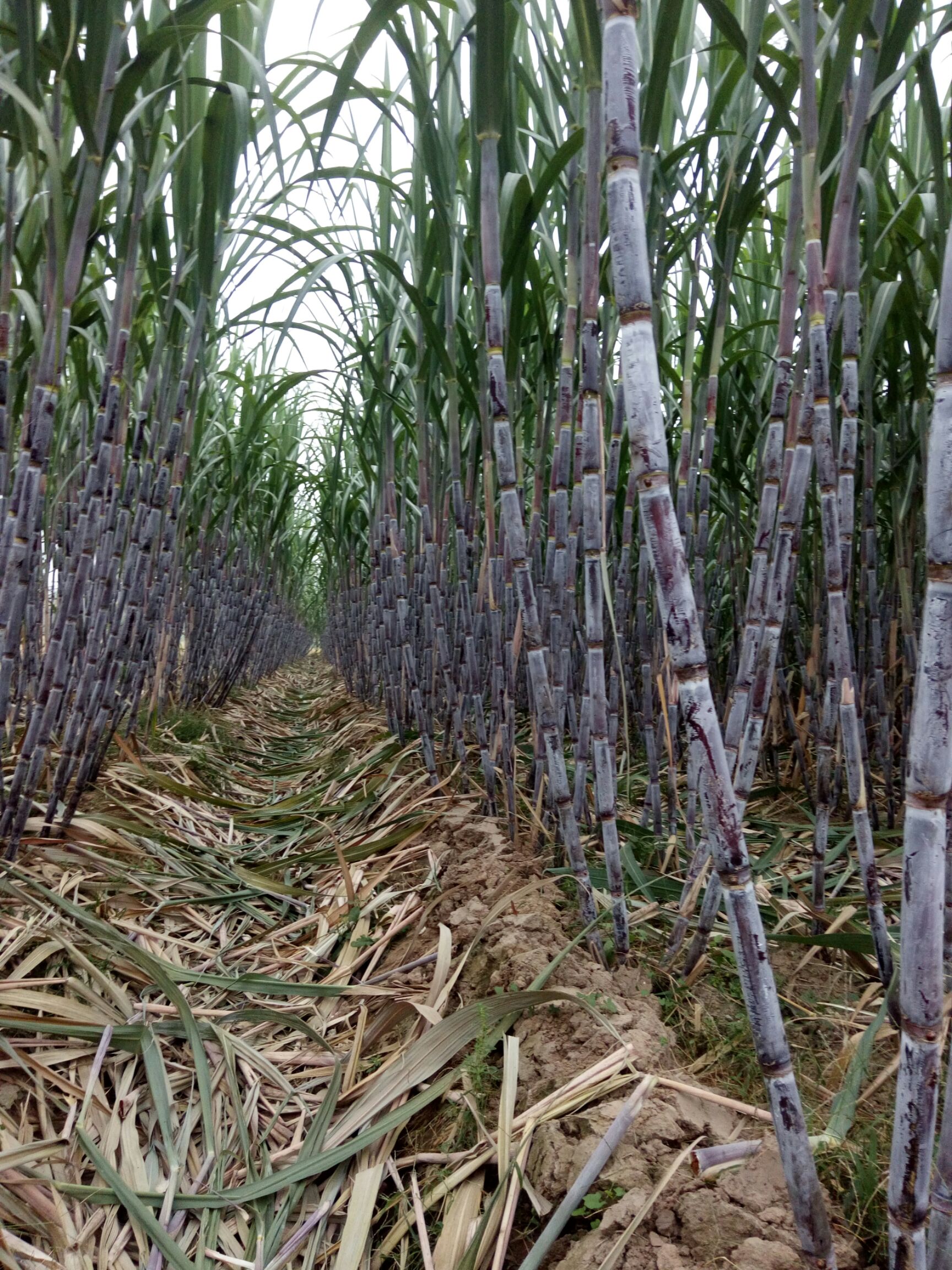 黑皮甘蔗 北方甘蔗,节长特甜,10000根现货供应