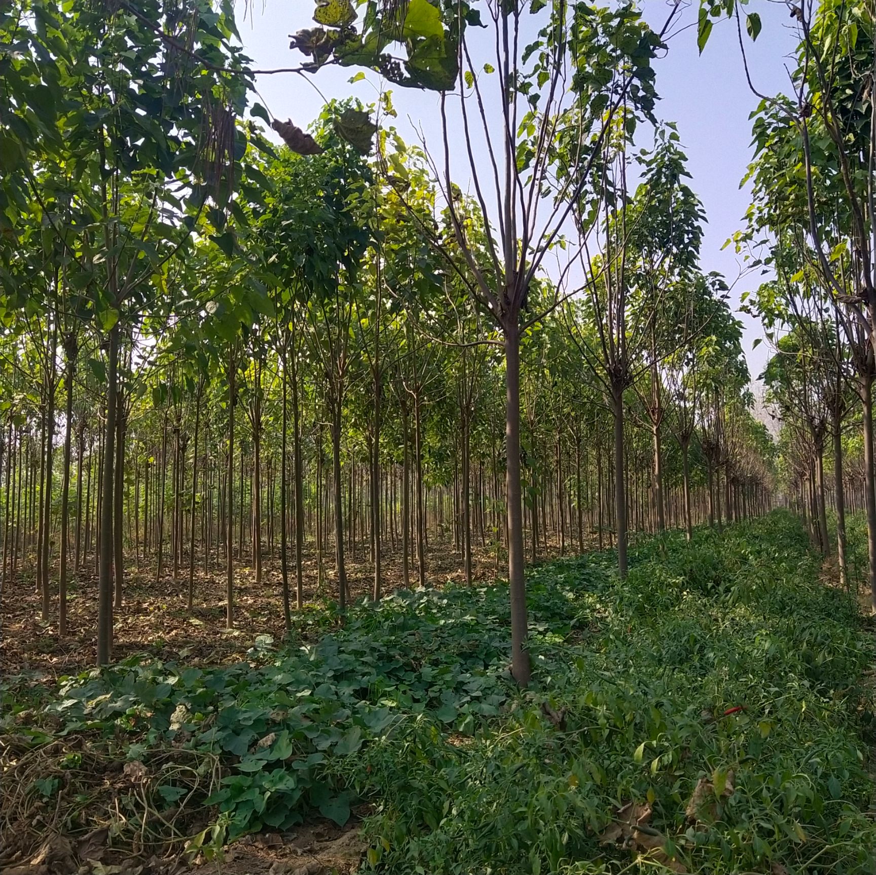 金丝楸 楸树,梓树基地,长年供应优质树苗,价格美丽,保证质量.