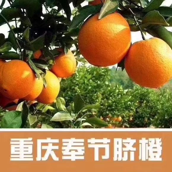 [脐橙批发]奉节脐橙 ,纯天然无公害,价格65元/箱 - 惠农网