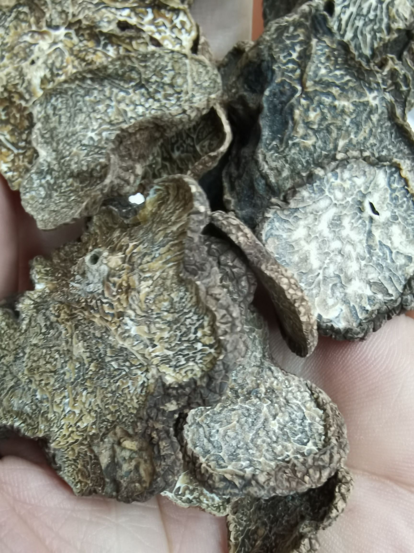松露生松露纯天然