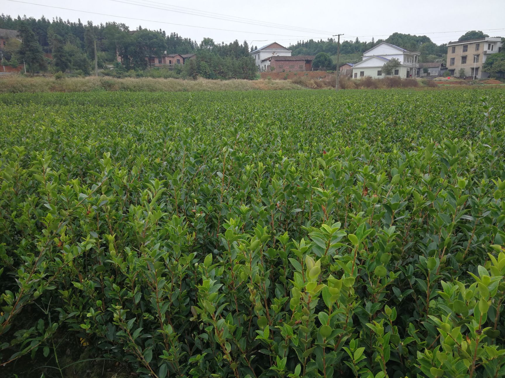 湘林210茶树苗 油茶苗,优质高产嫁接,茶籽树苗全国包邮