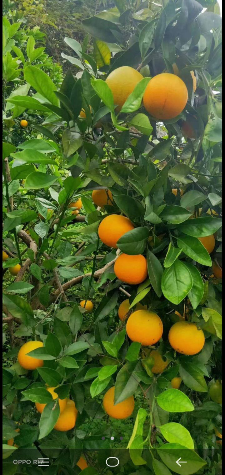 锦红冰糖橙 麻阳县冰糖橙很甜,是个好橙子