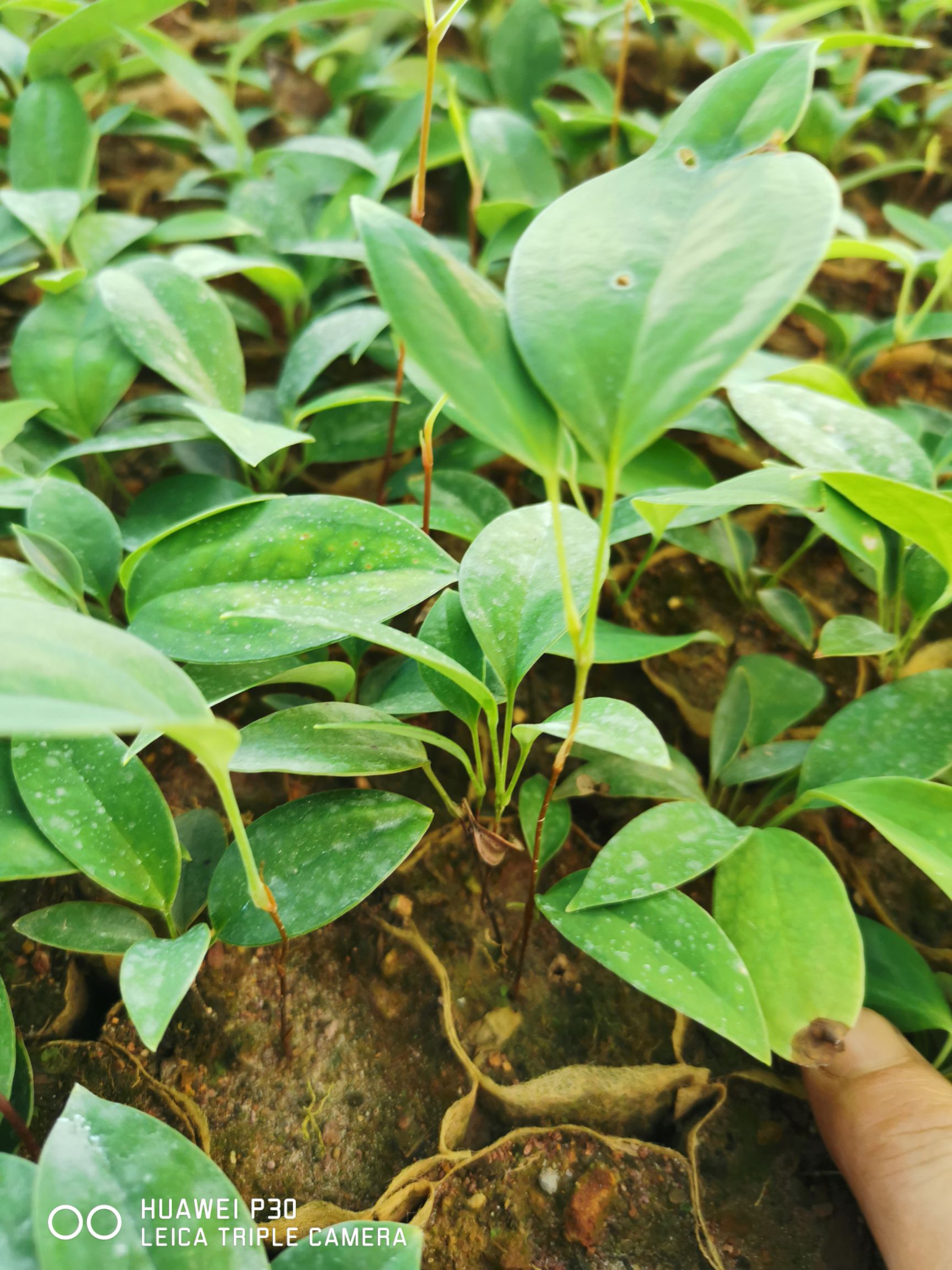 土茯苓苗 优质土茯苓种苗,大型基地直供