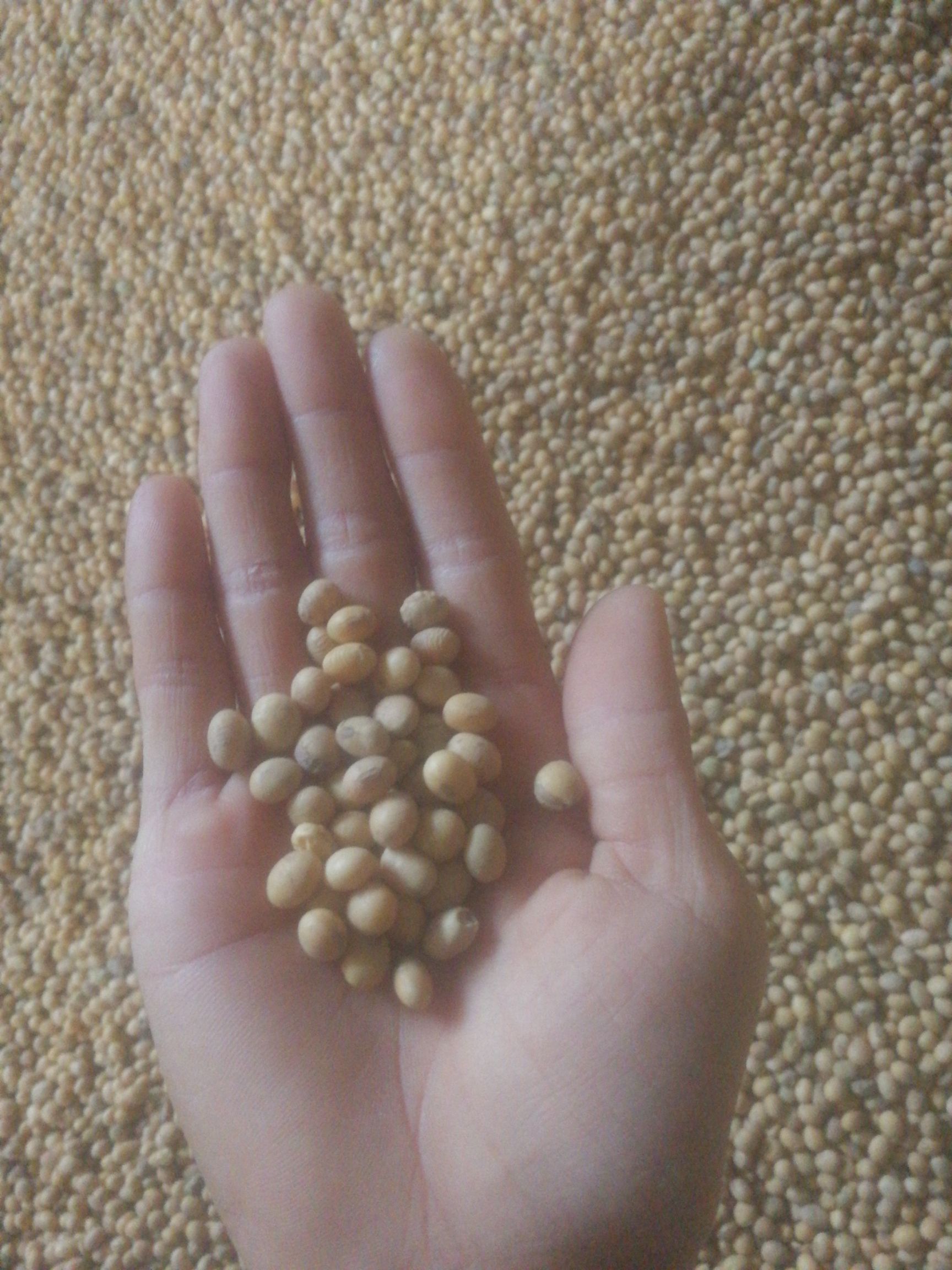 河南许昌荷豆12号大豆 生大豆 2等品