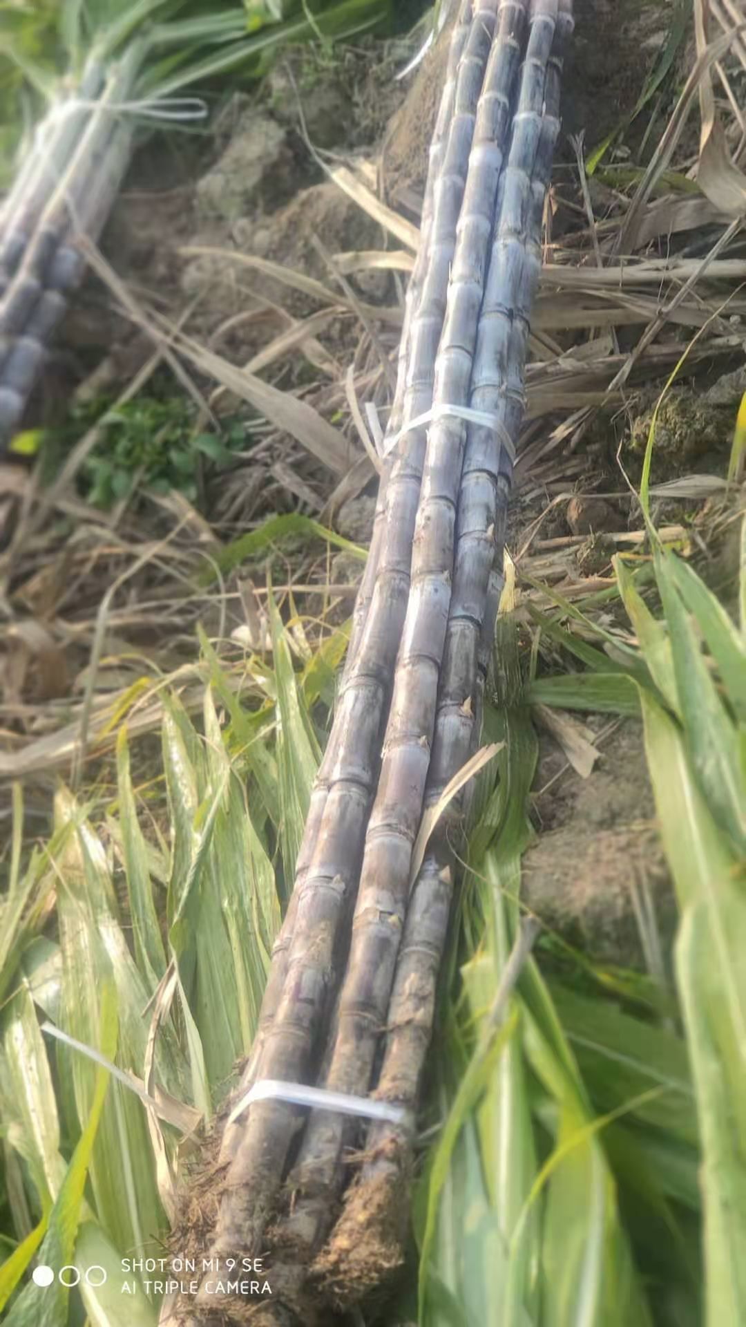 水果甘蔗口感好非一般货!精品!精品货!口感爽脆!吃了停不下来