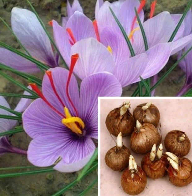 藏红花种球种子苗大球药用球根盆栽番红花西红花食用耐冻耐寒花卉
