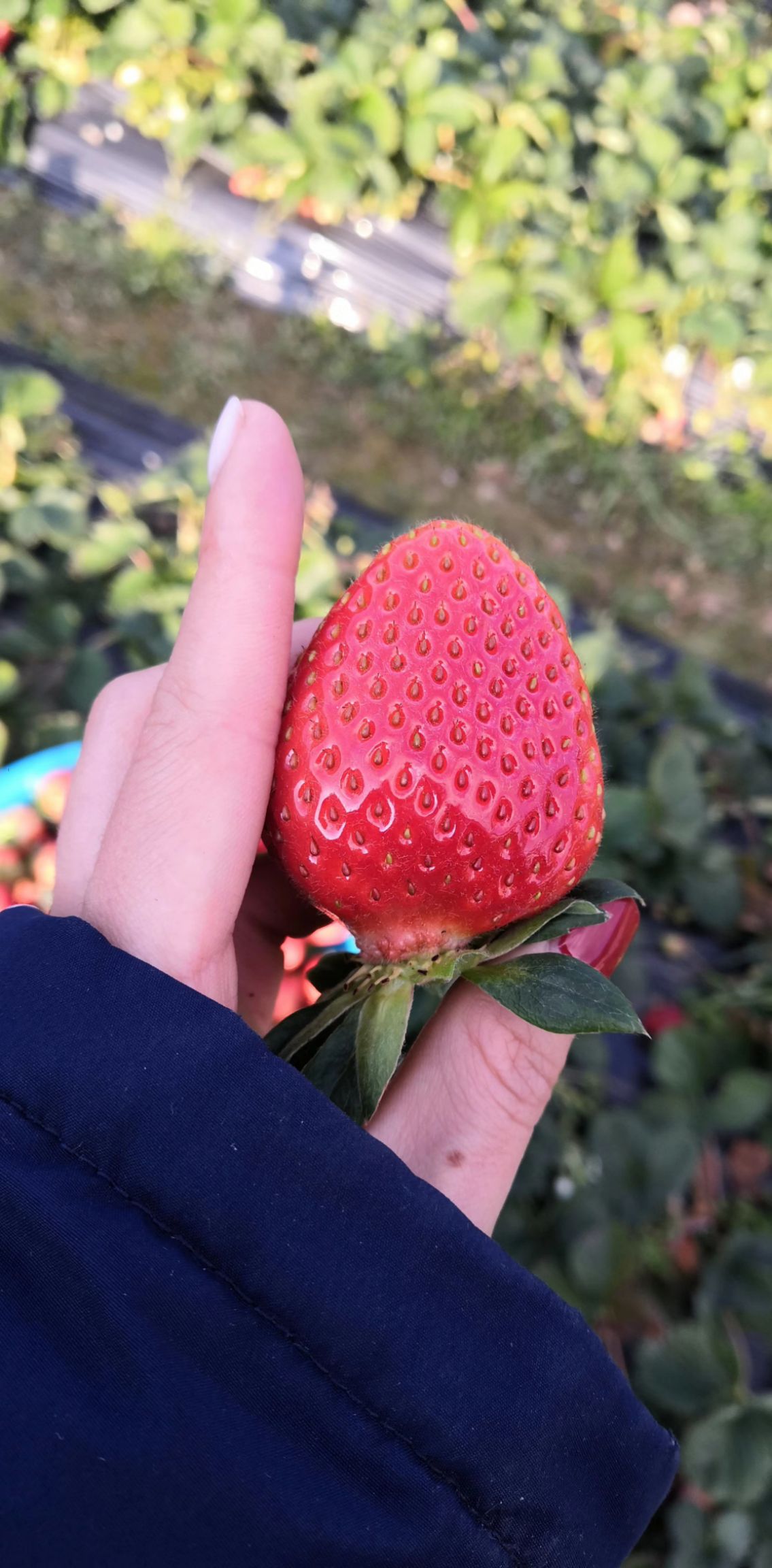 德昌草莓 20克以上