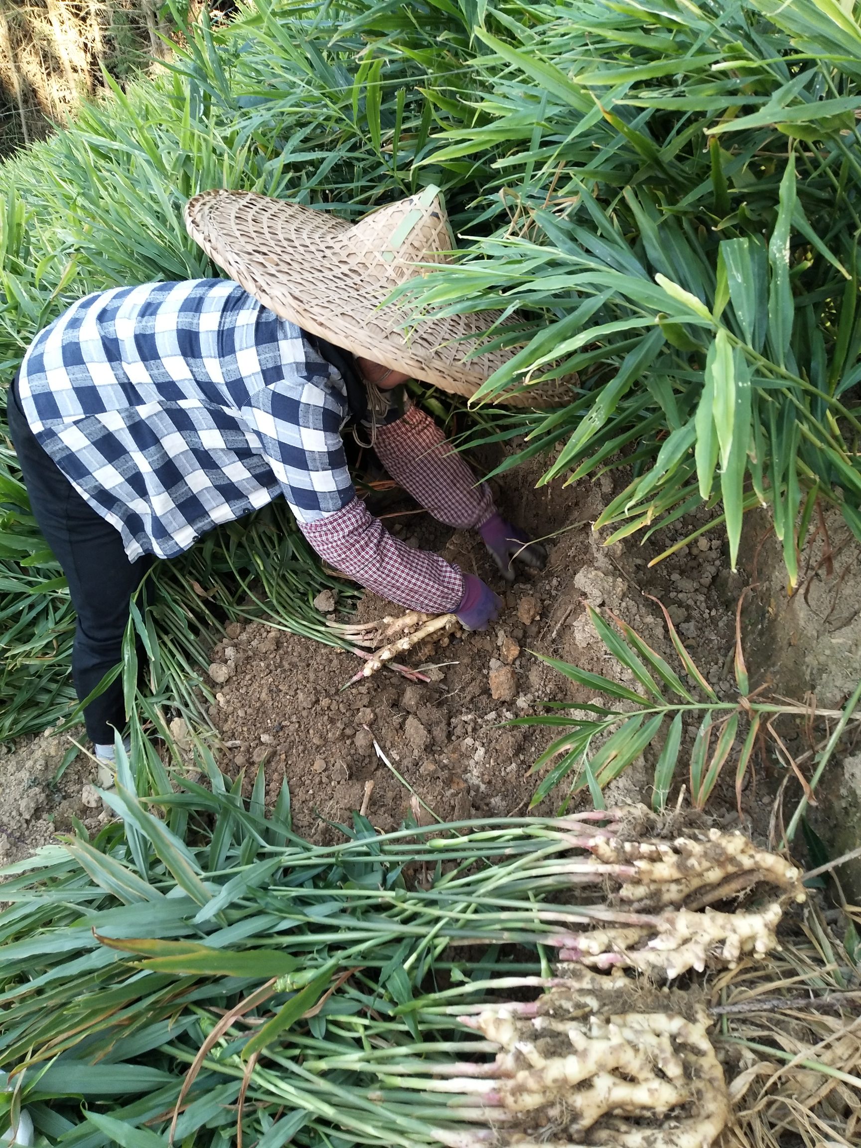 生姜广西柳州瑶山香辣火姜竹根姜条姜生姜老姜