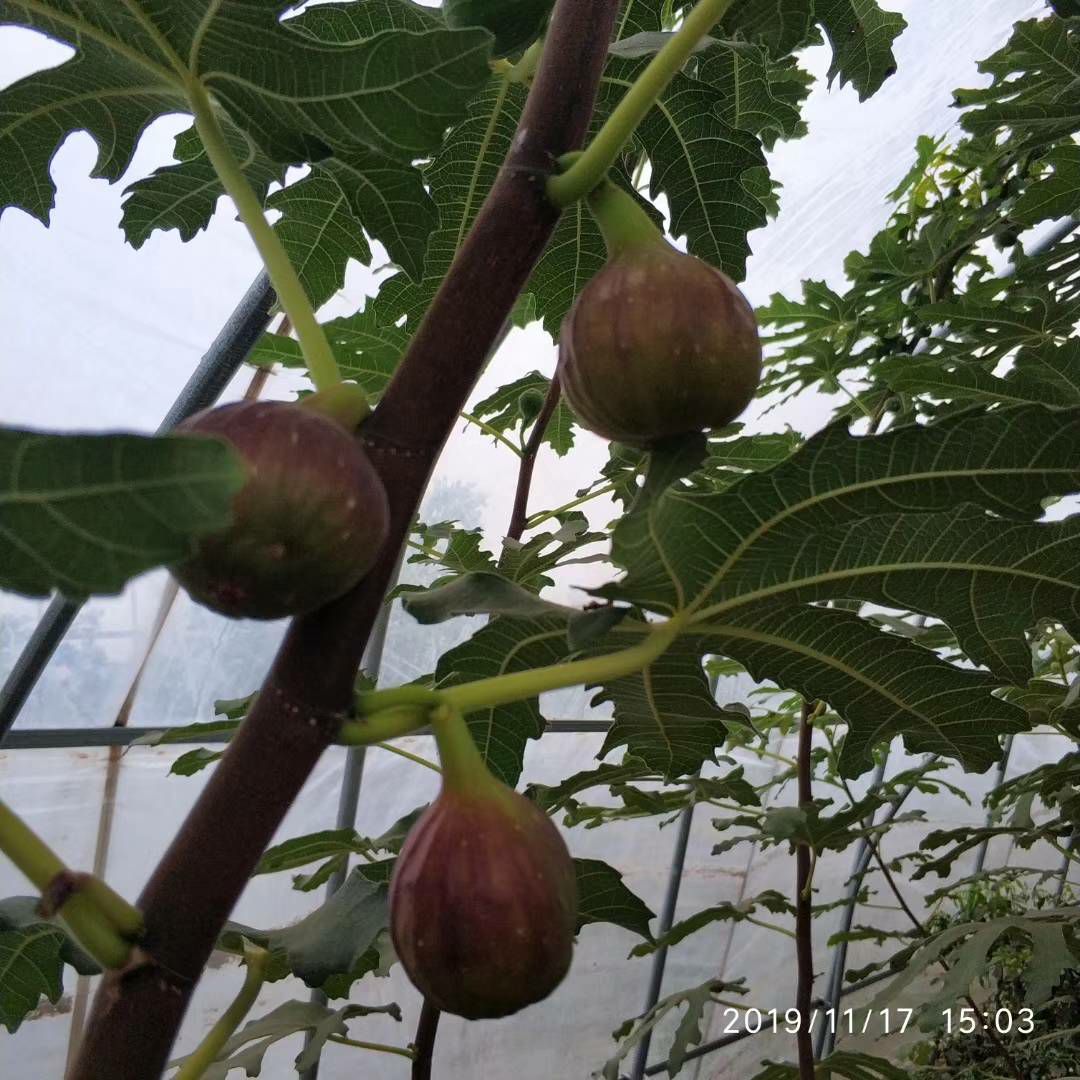 芭劳奈无花果苗 芭劳奈枝条