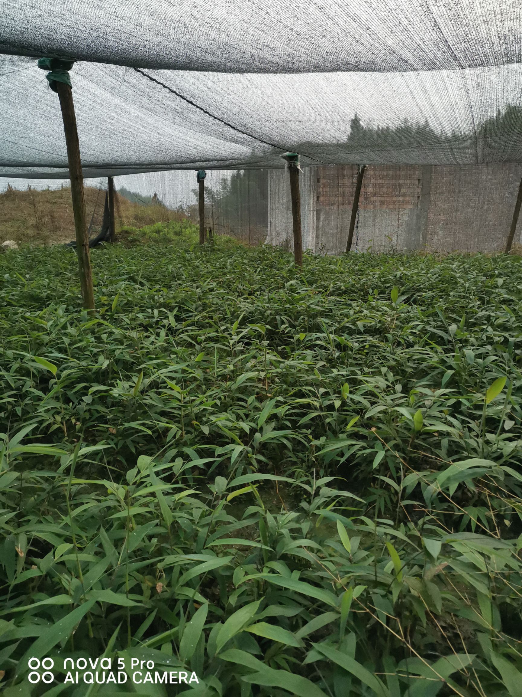 刺竹苗 一级苗,刺方竹,方竹,罗汉竹
