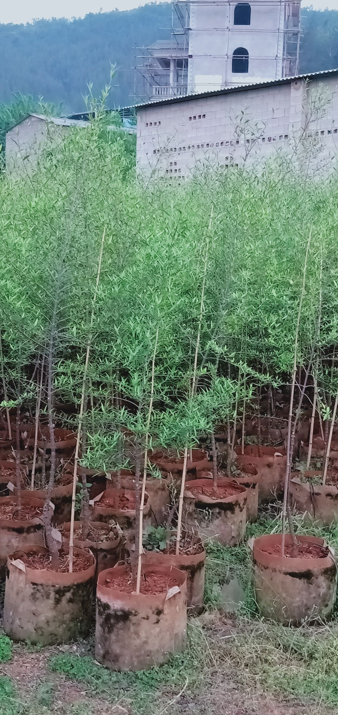 云南柳 柳树 鬼柳树 盆景 造景 美化 绿化清新净化空气 绿植盆栽