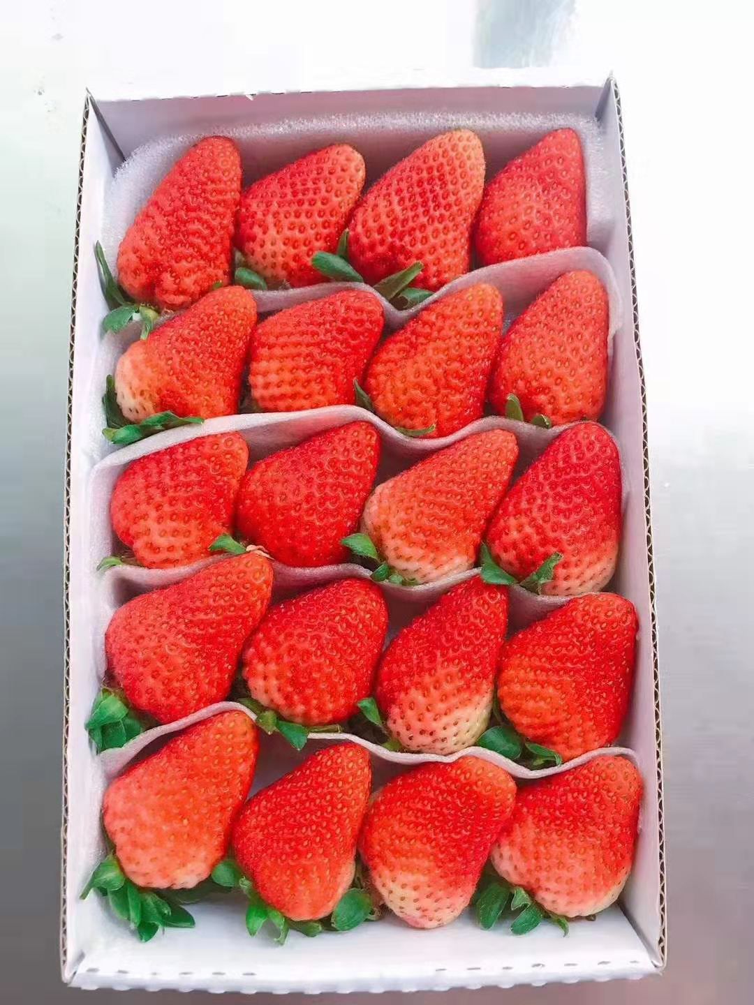 德昌草莓 自产露天草莓