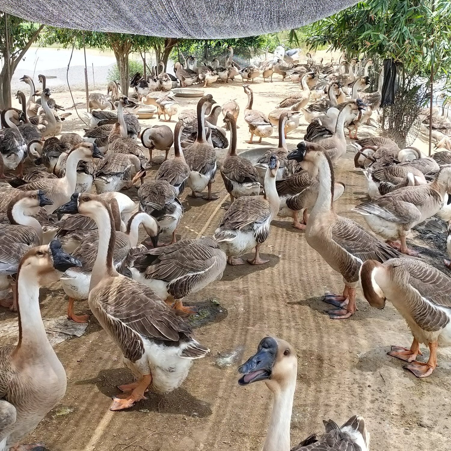 狮头鹅 正宗阳江大白沙3-4年淘汰老鹅