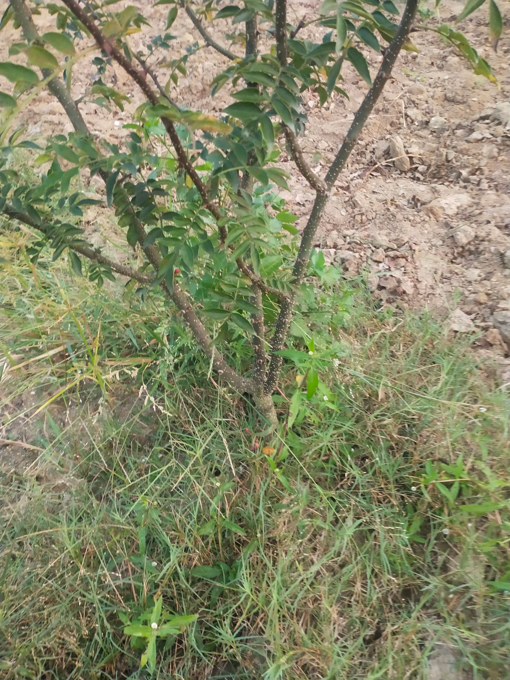 大红袍花椒苗 三年大红袍花椒树,由于地租原因,现在便宜出售