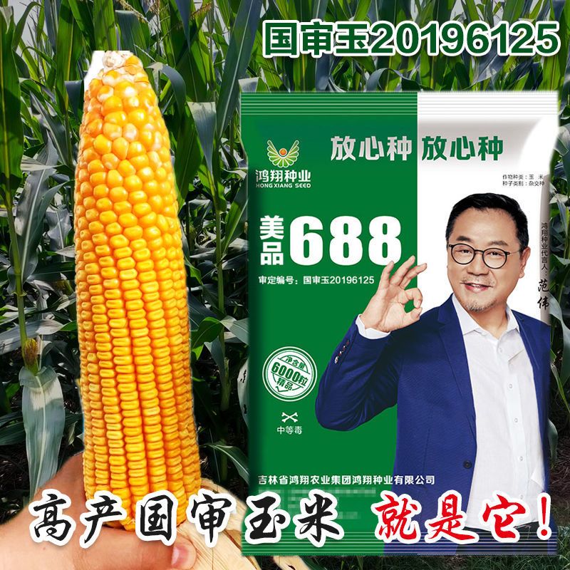 [玉米种子批发]高产玉米种子果审矮杆红轴大棒马牙抗.