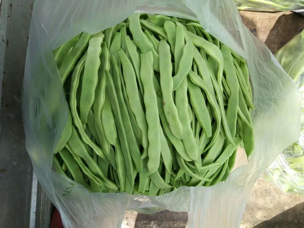 绿扁豆