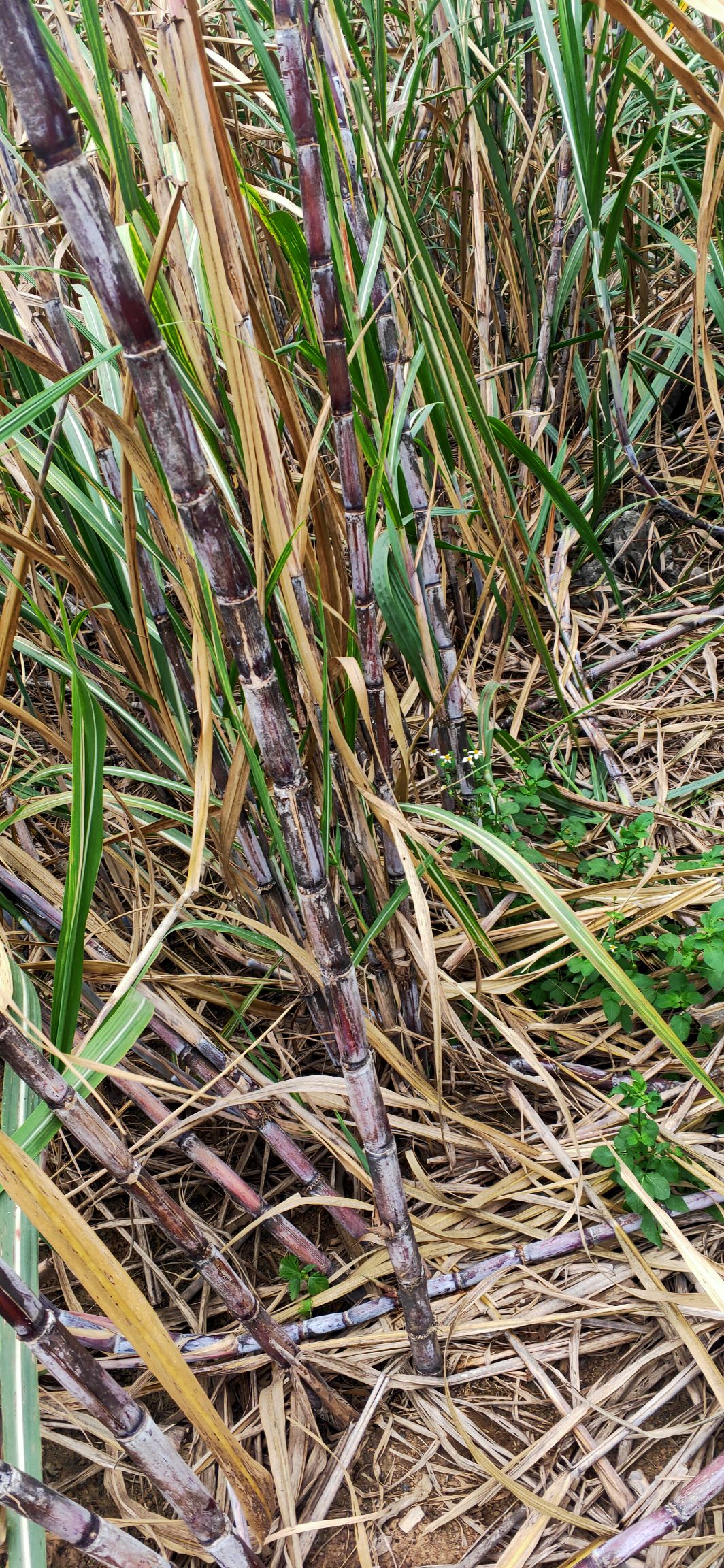 桂糖42136高糖蔗