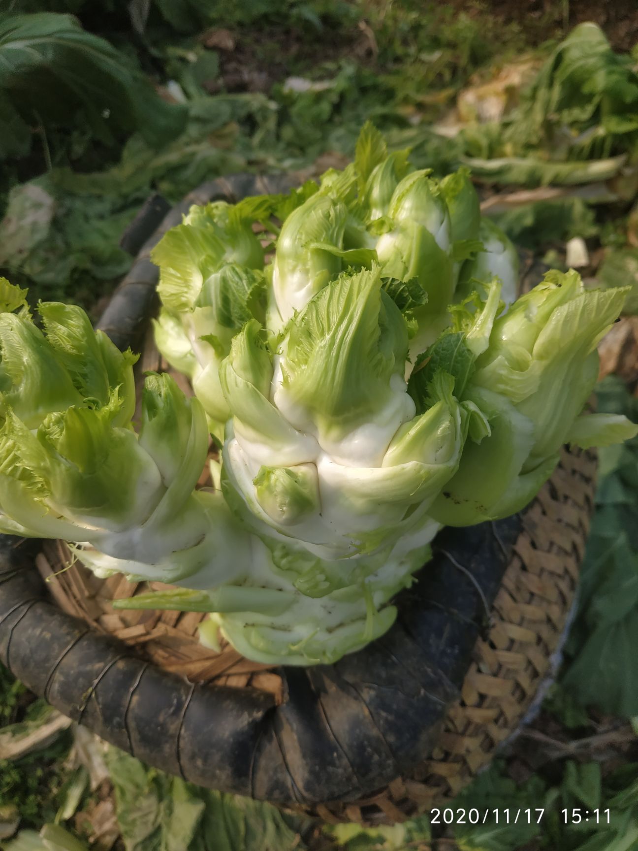 绿园4号包菜 儿菜,绿圆莲白,货好价优