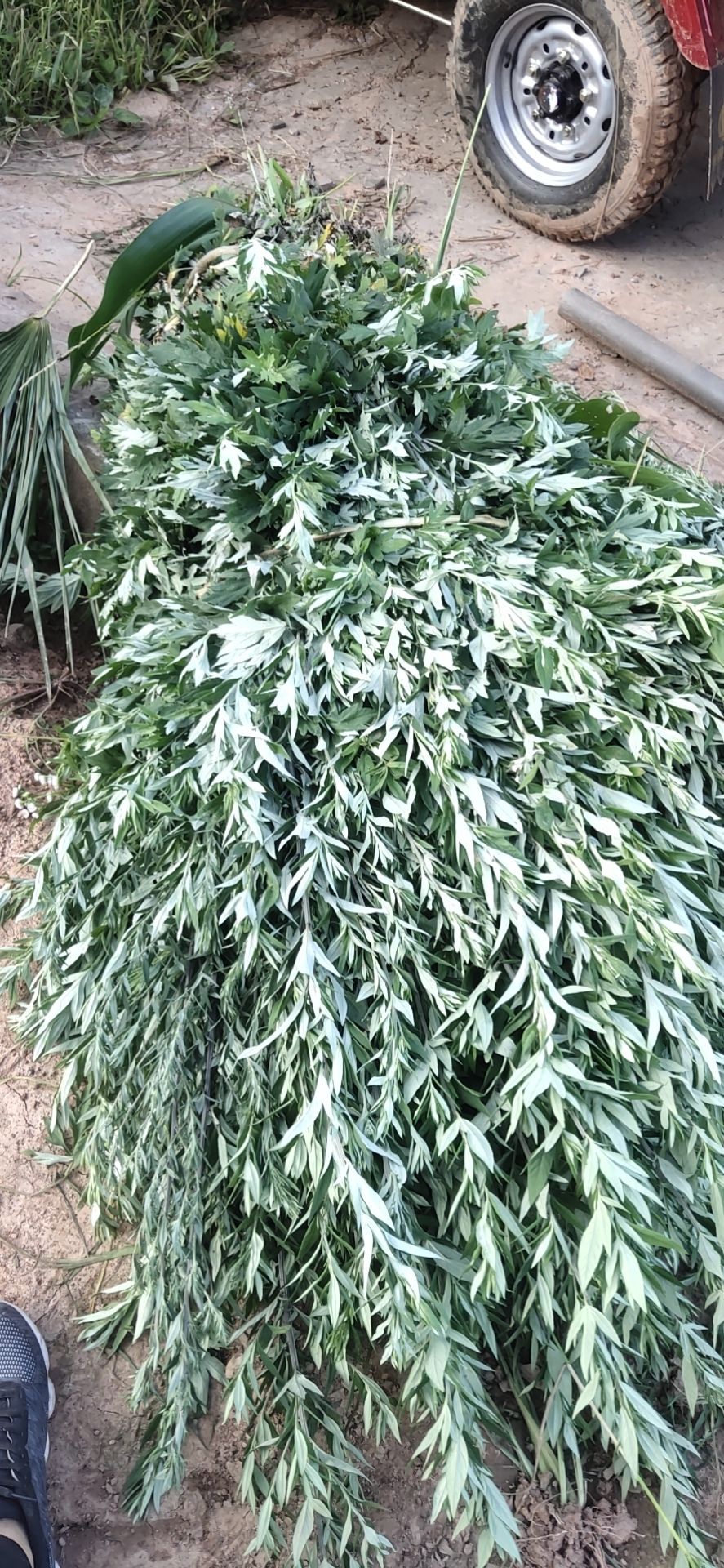 艾草 艾叶陈艾三年陈艾 药用大白艾 泡澡洗脚