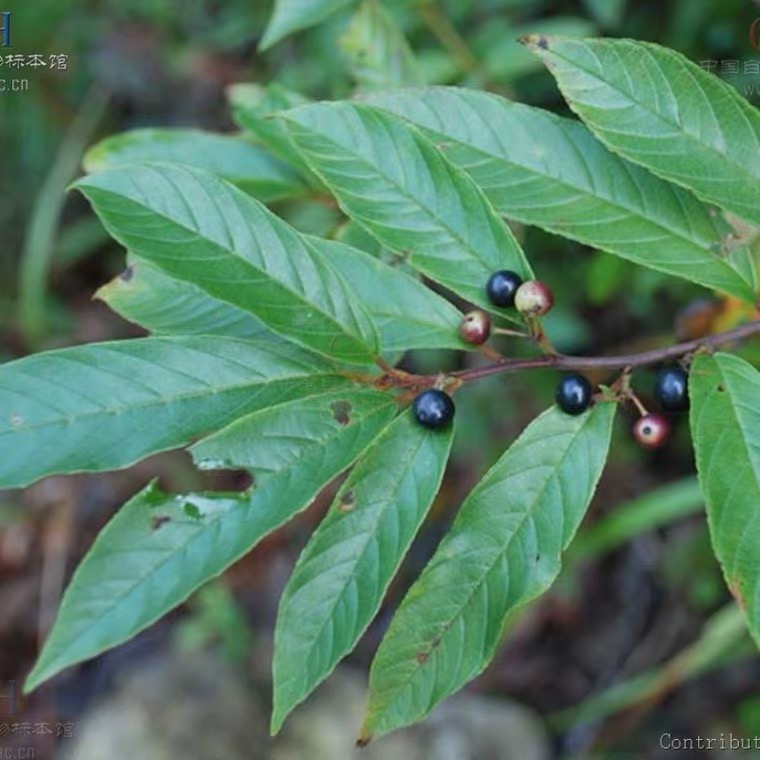 五指毛桃 长叶冻绿,睇牛仔,黎罗根,新鲜,干货,深山挖的