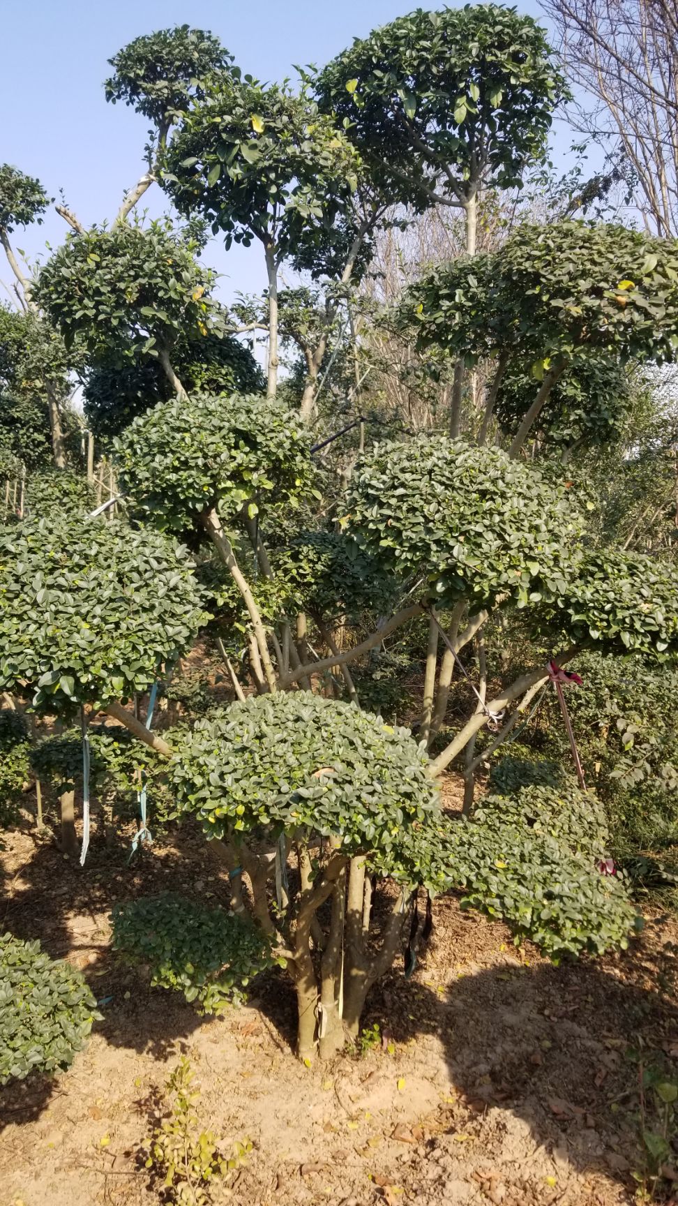 造型女贞 女贞苗木,小叶女贞造型树,金森女贞,金叶女贞(可视频选货)