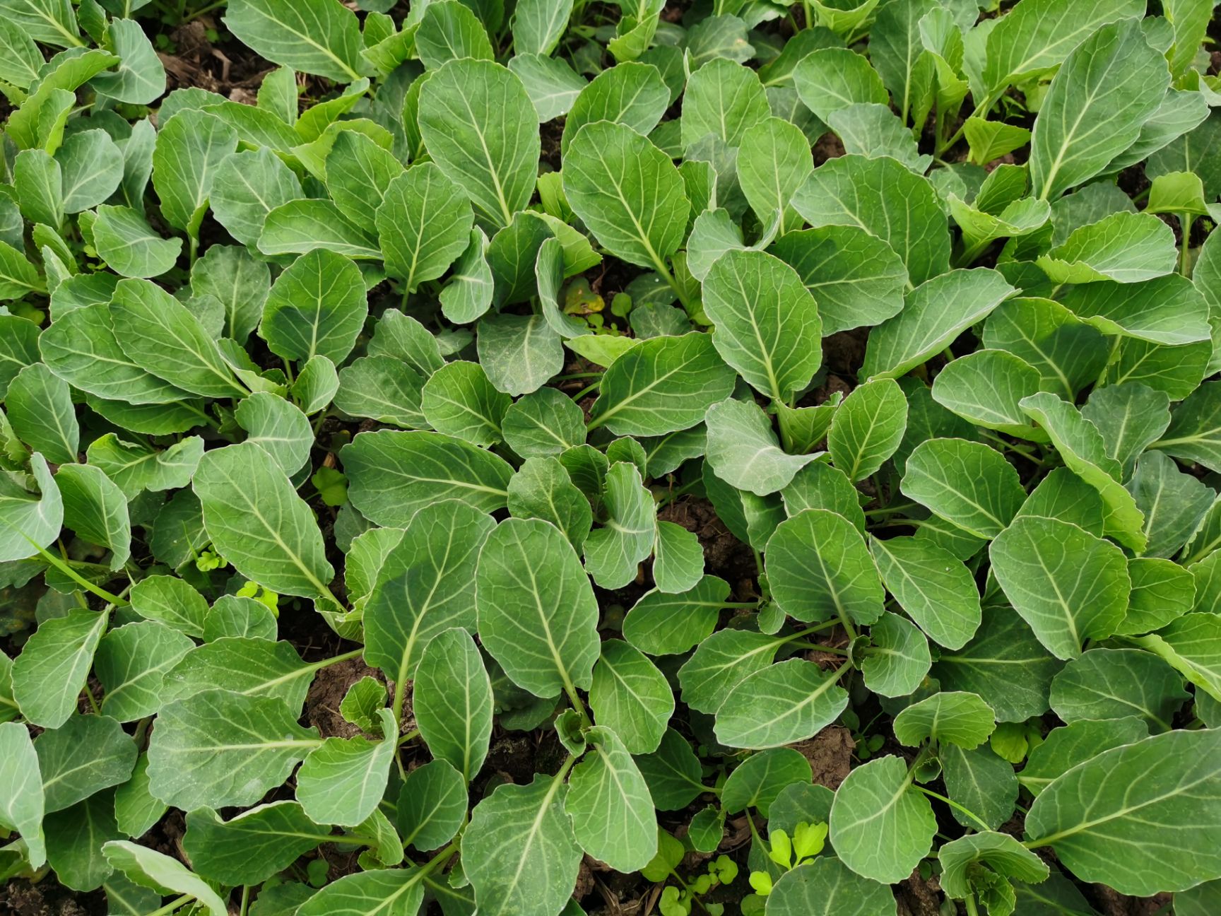 甘蓝苗,莲花白苗,包菜苗,平顶