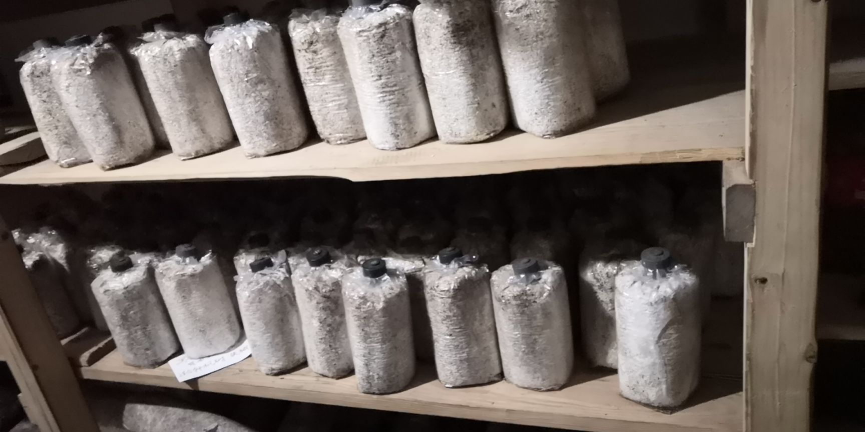 [木耳菌种批发]木耳菌种 黑木耳原种二级种椴木袋料10