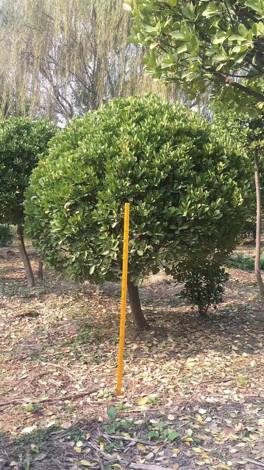 精品大尺寸 冬青球 高杆冬青球