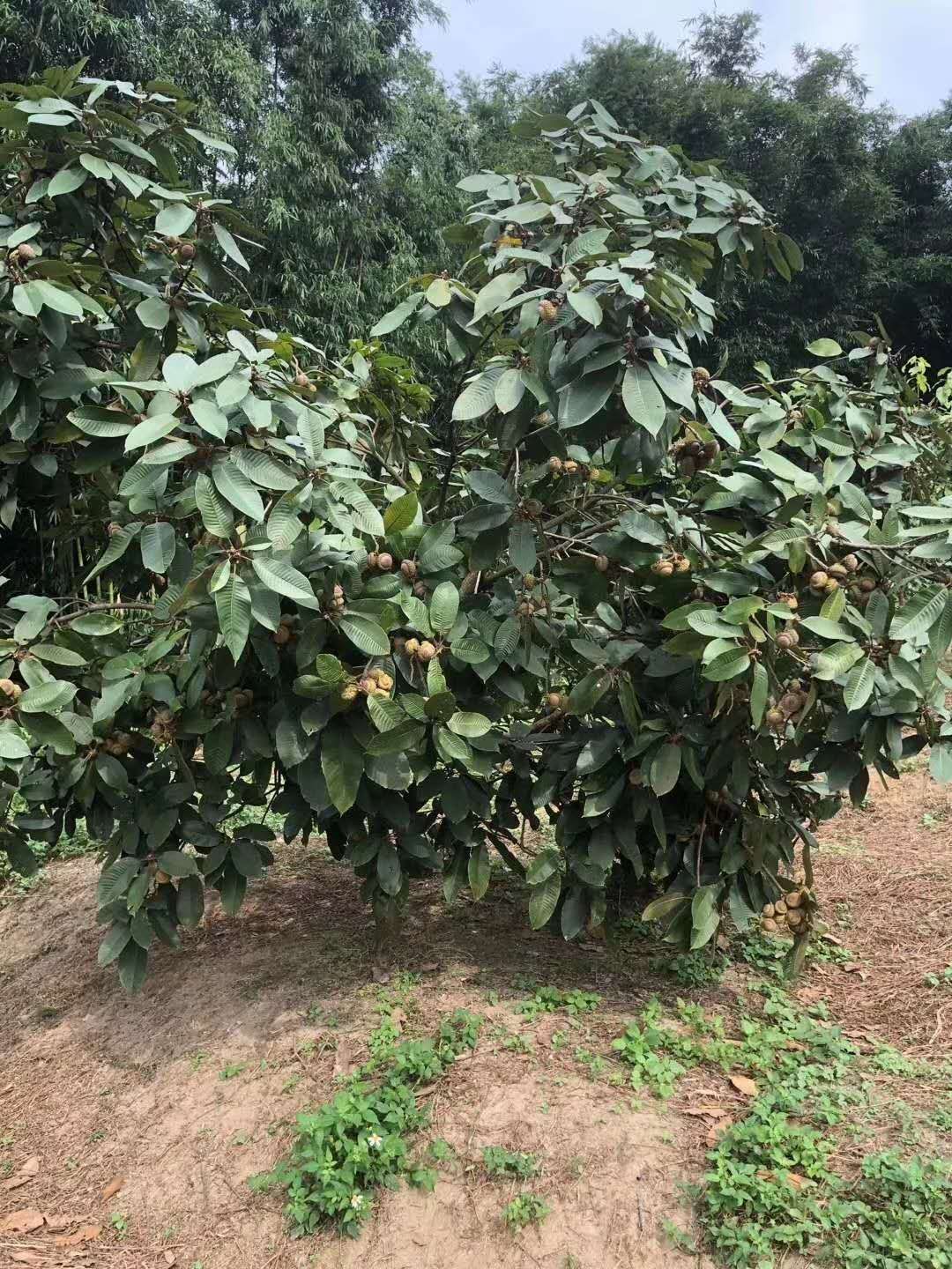 风流果苗 风流果益肾子实生苗(带泥土和苗杯带叶子发货)需要嫁接苗请