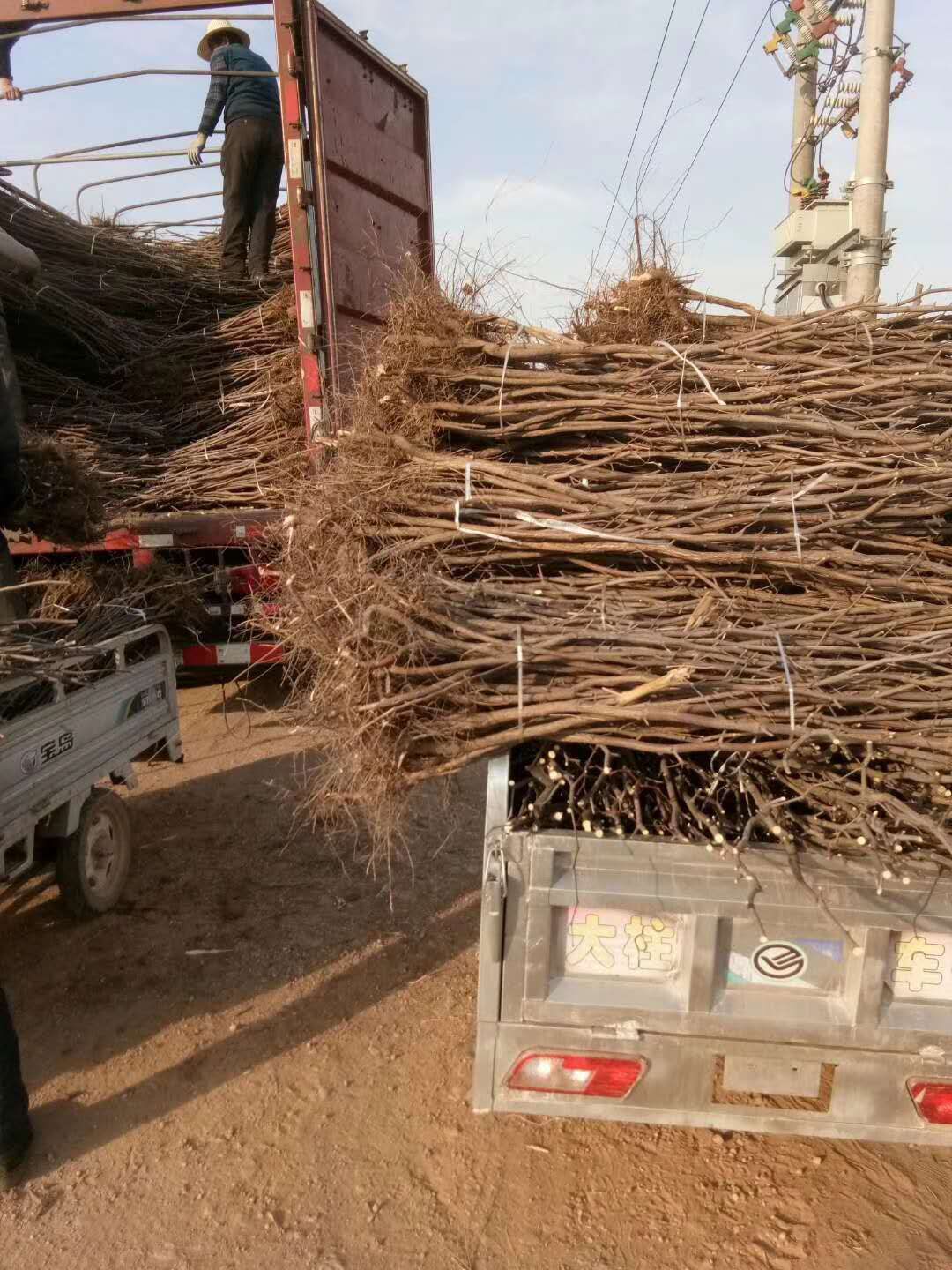 [新疆大枣树苗批发]和田大枣树苗 骏枣苗,壶瓶枣苗,苗