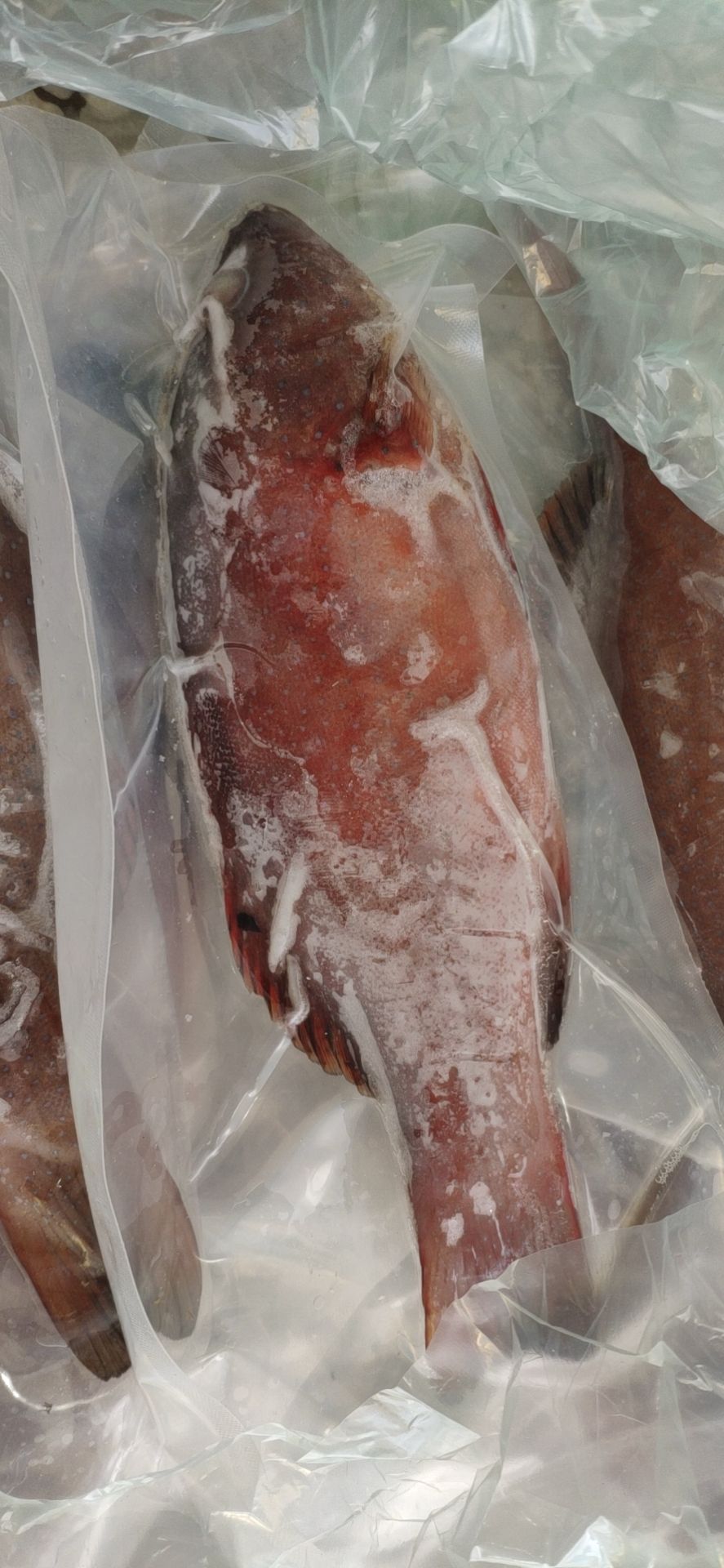 东星斑 红斑鱼活鲜鱼一包一袋真空包装7两左右一条
