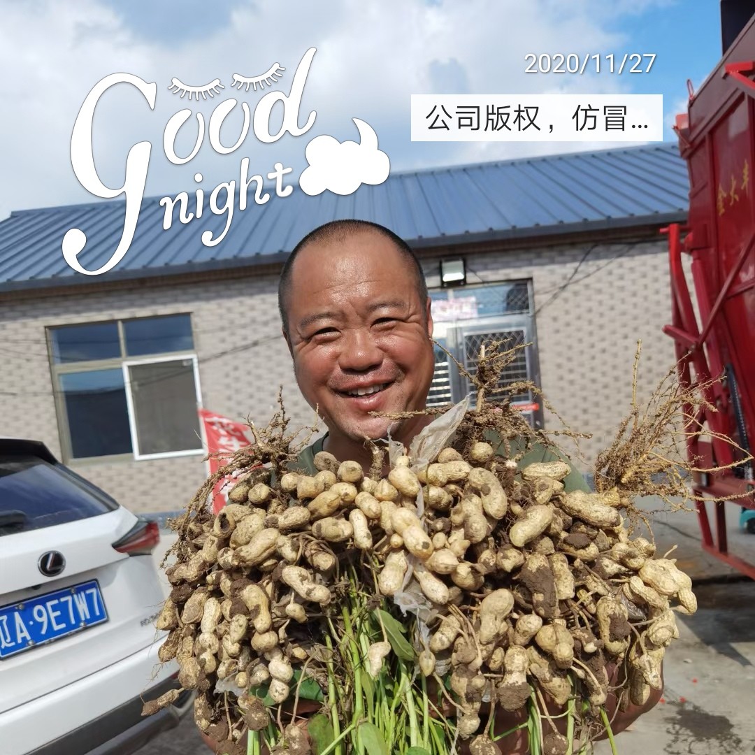 花生种子云天花吨花生山东菏泽基地直发亩产11001500