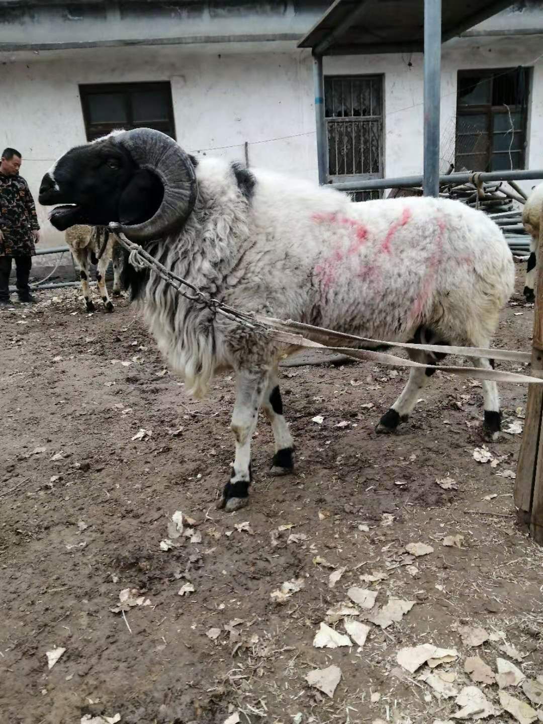 纯种小尾寒羊品种种公羊