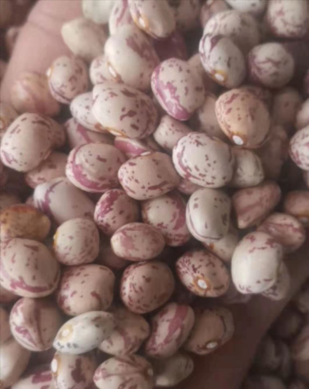 紫花芸豆 雀蛋豆新疆圆