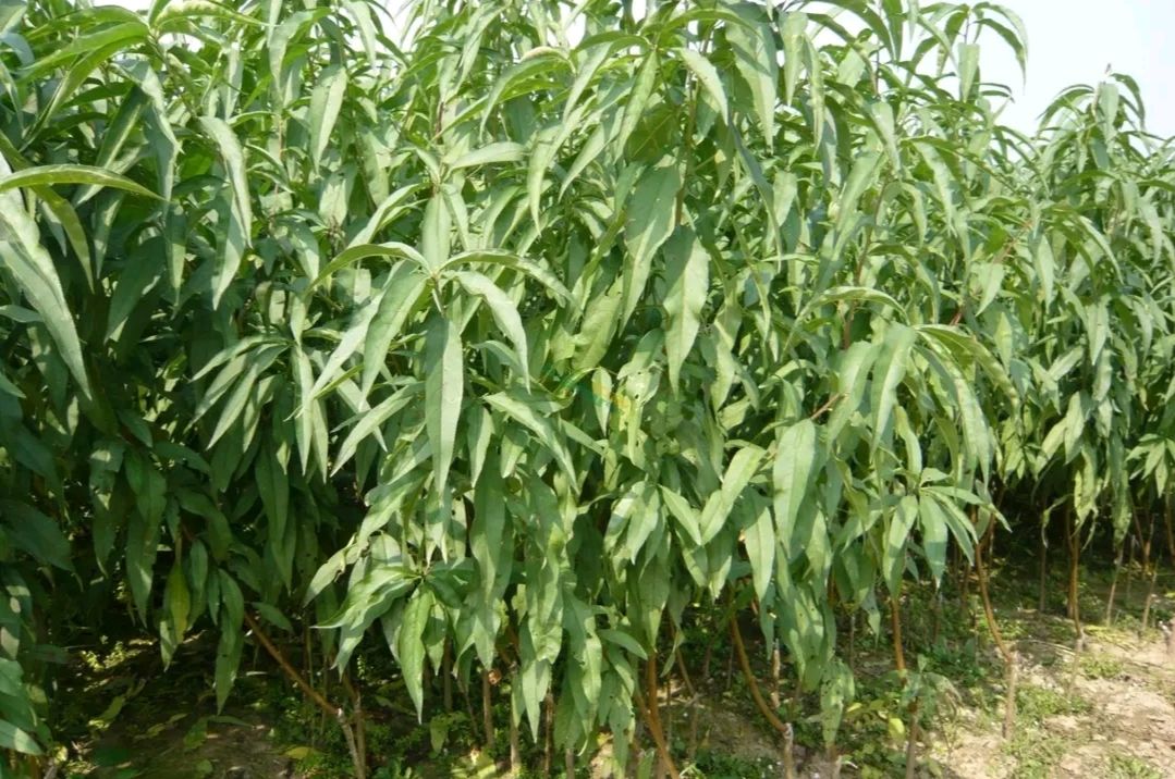 冬桃苗 巨型冬桃树苗 桃树苗 包品种技术 基地直销 现起现发