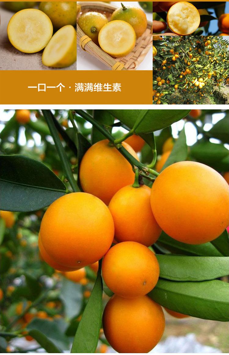 脆蜜金桔 市场果