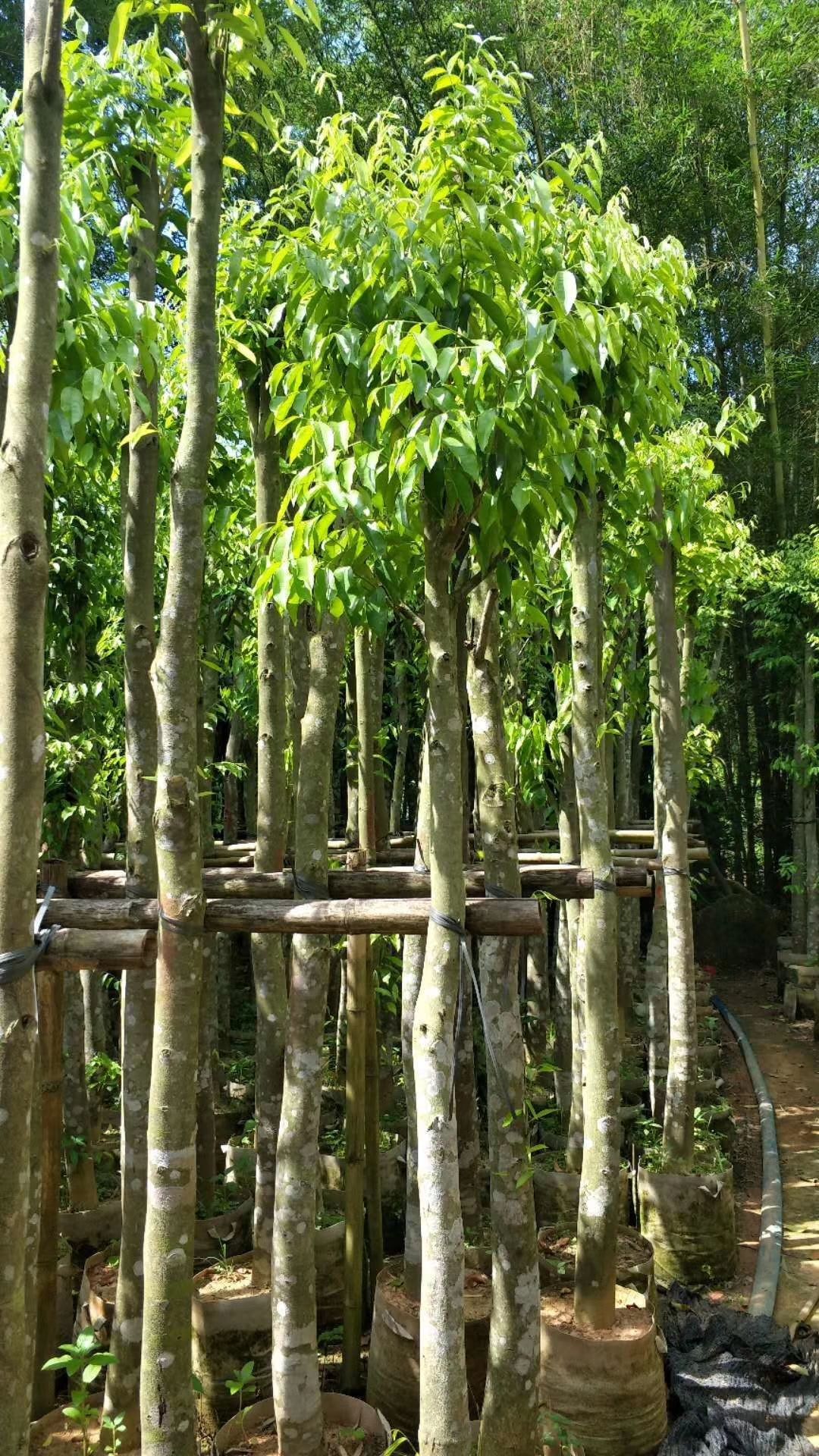 奇楠沉香树规格5米高