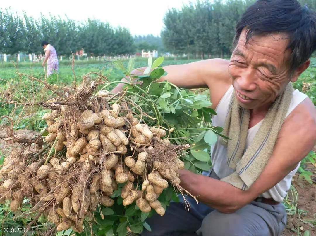 [花生种子批发]吨花一号花生种子,高产超吨大果花生不