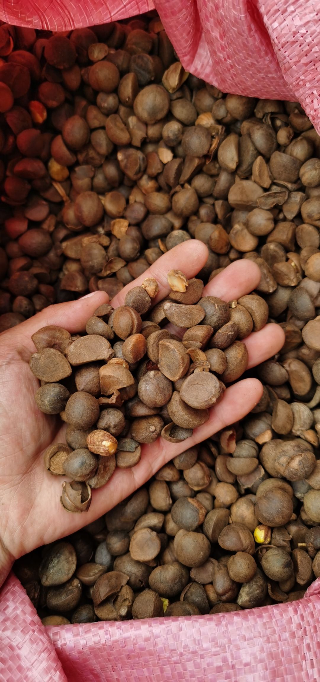 [油茶籽批发]油茶籽 茶油籽 茶油果 干籽价格8.7元/斤 - 惠农网