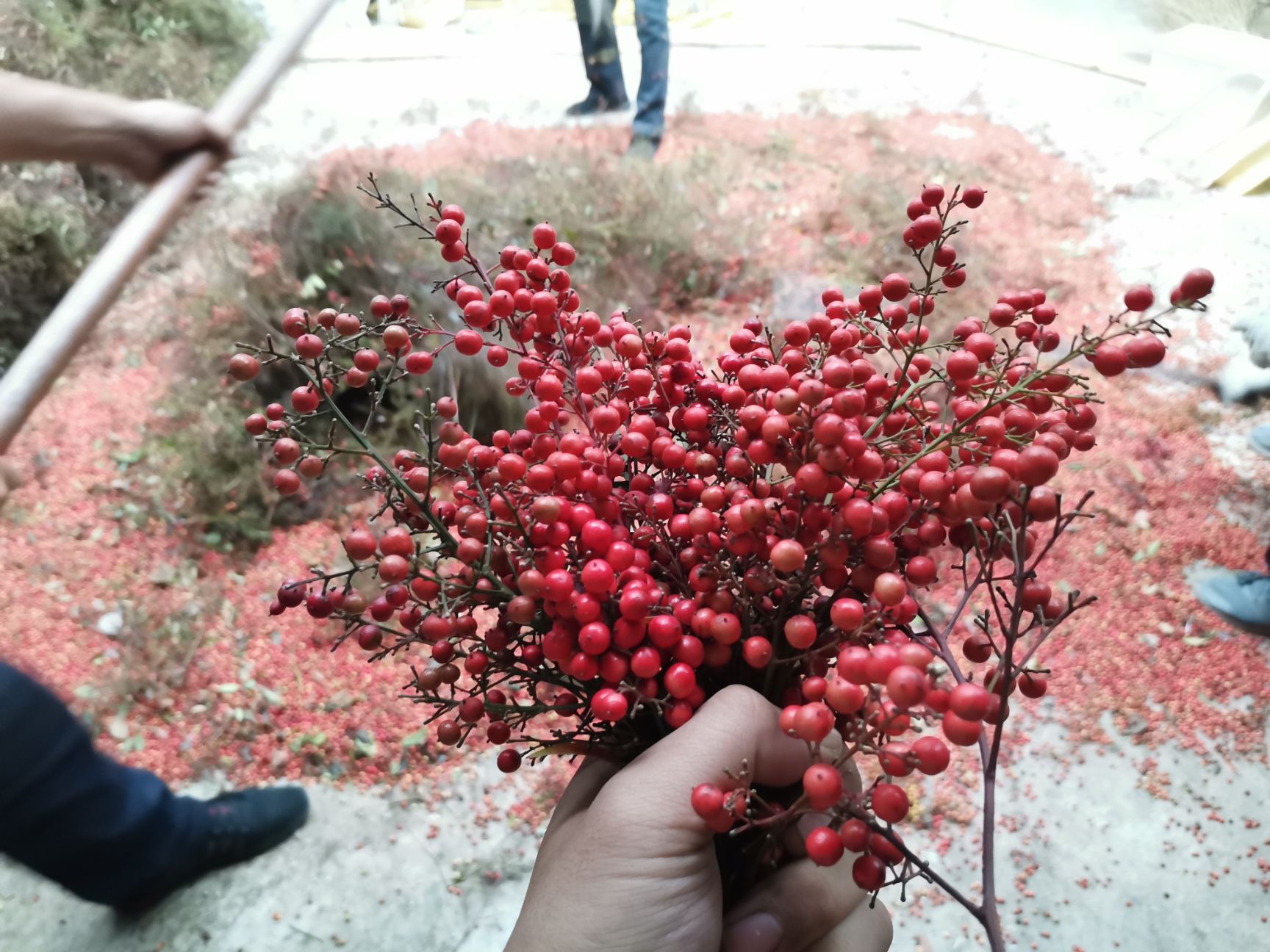 南天竹种子大量供应,芽率高,成熟饱满