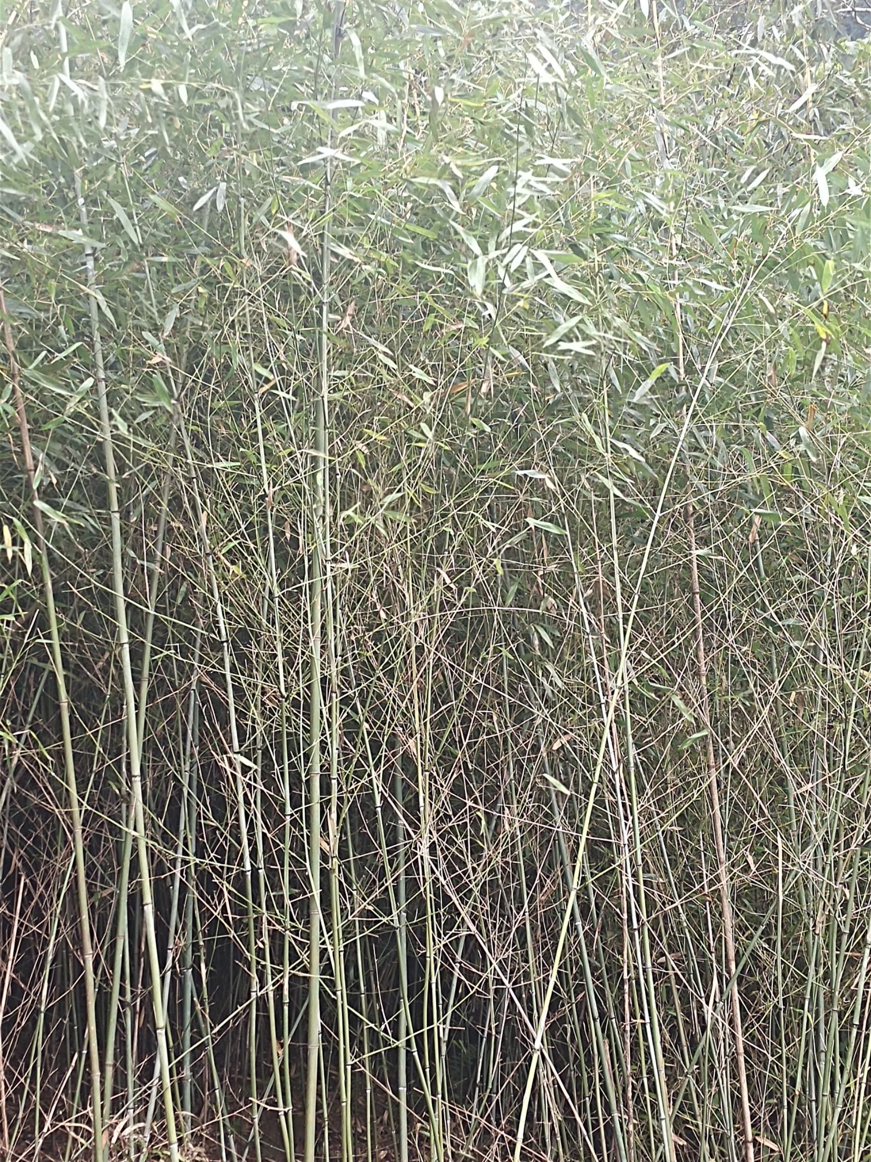 长期批发各种竹苗,资量保证,信誉第一