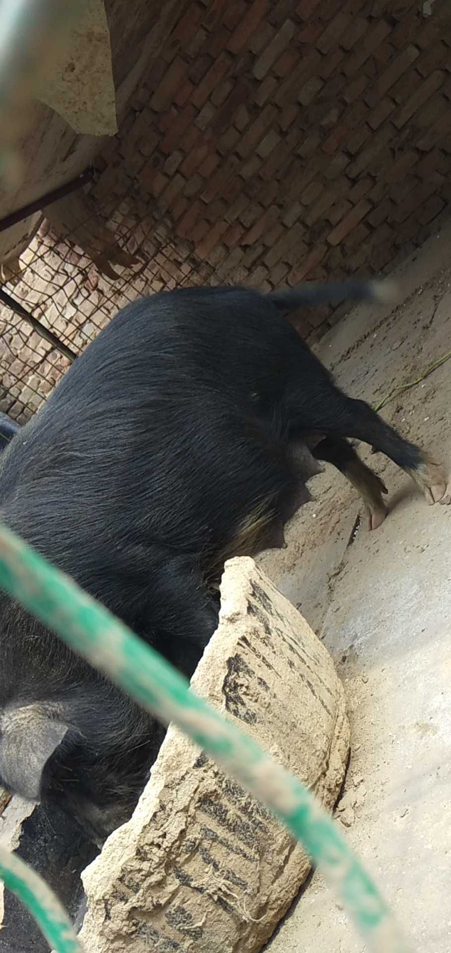 香猪苗 纯种藏香猪肉质先嫩香而不腻耐粗饲好饲养抗病能力强