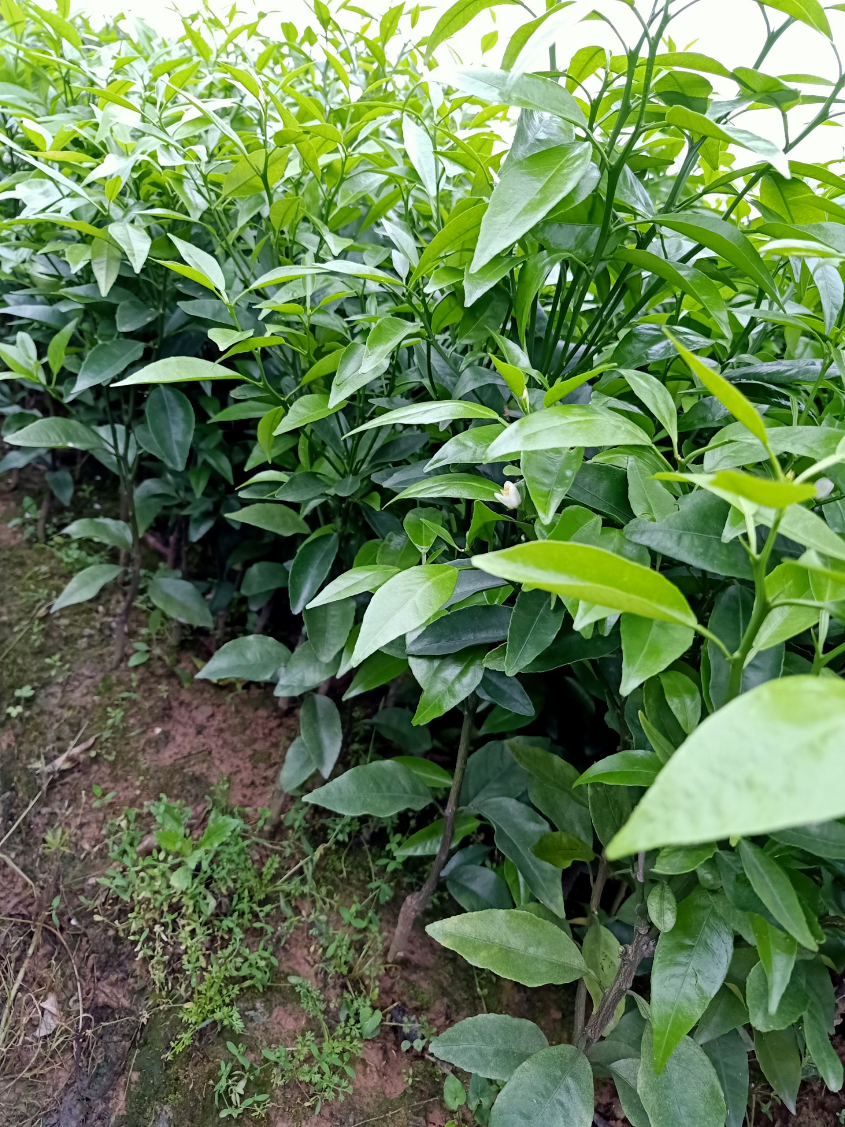 皇帝柑苗 正宗皇帝柑