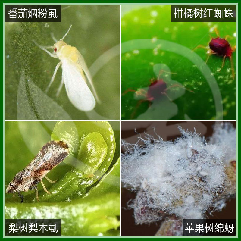 德国拜耳 亩旺特 螺虫乙酯 木虱白 粉虱介 壳虫 农药杀虫