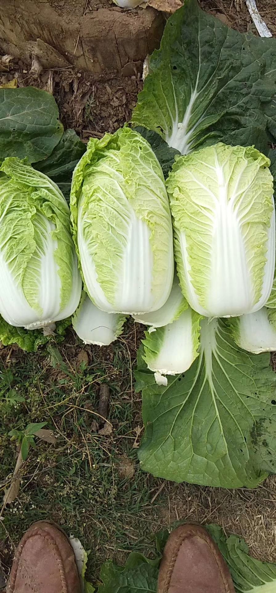 黄心大白菜 基地大,小黄心白菜,紧致,口感好,个头均衡,发货全国